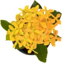 Ixora Sandal Plant
