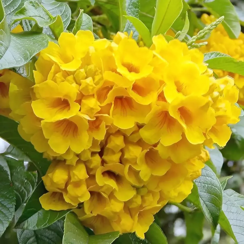 Tecoma Golden Yellow