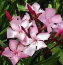 Nerium oleander Pink