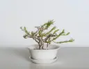 Portulaca (10 o'clock )