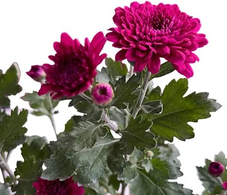 Sevanthi -Chrysanthemum (pink)