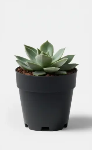 Moonstone (Succulent)