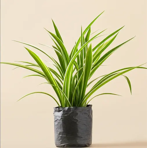 Spider Plant