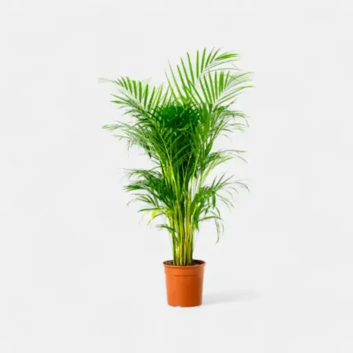 Areca Palm  (Height: 2-3 feet)