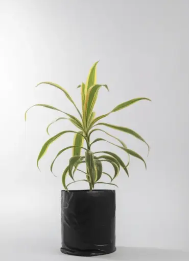Golden Edge Dracaena