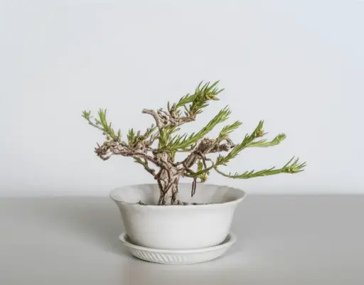 Portulaca (10 o'clock )